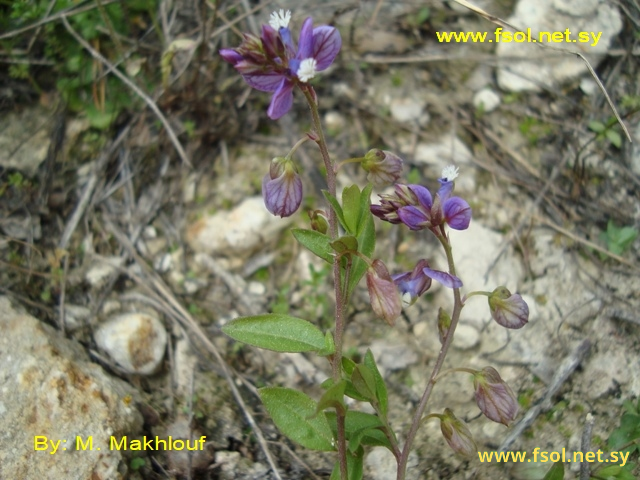 Polygala supina Schreb.